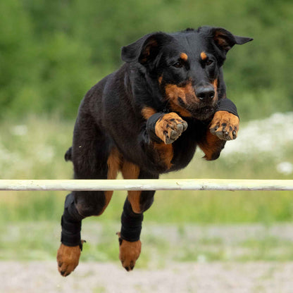 Hasebandage Hund